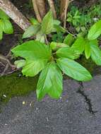 صورة Cordia rickseckeri Millsp.