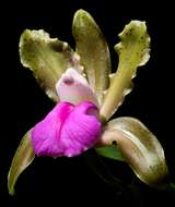 Image of Bicolored Cattleya