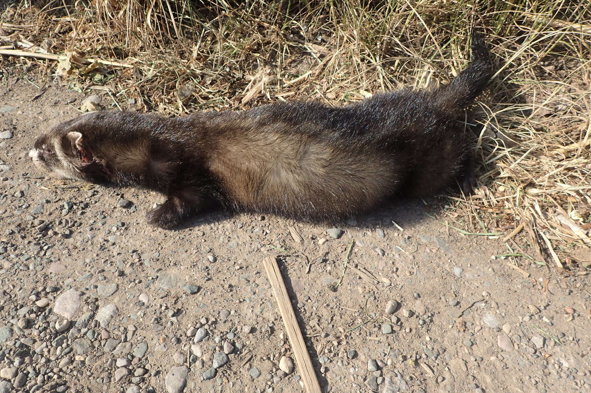 Image of western polecat, polecat