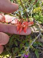 Image of Lessertia frutescens subsp. microphylla