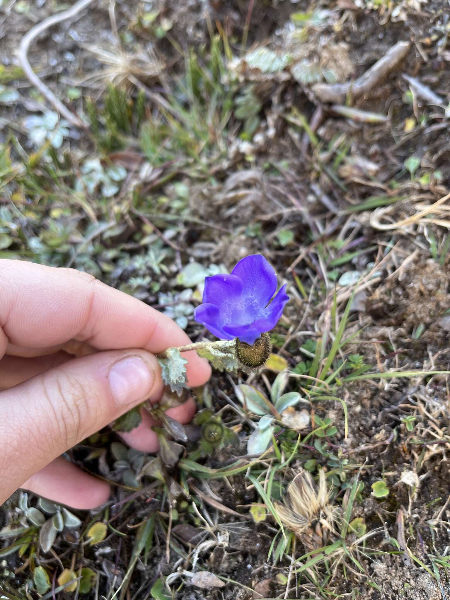 Image of Cyananthus lobatus Wall. ex Benth.