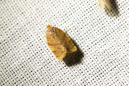 Image of summer fruit tortrix