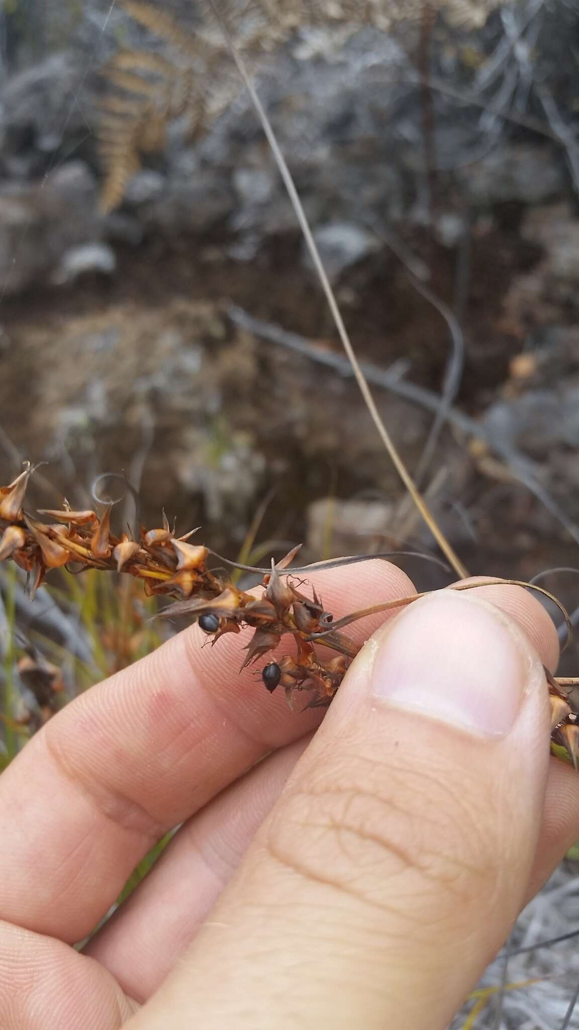 Imagem de Morelotia gahniiformis Gaudich.