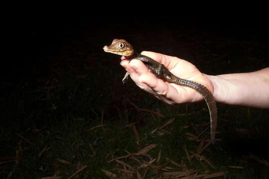 Image of Common Caiman