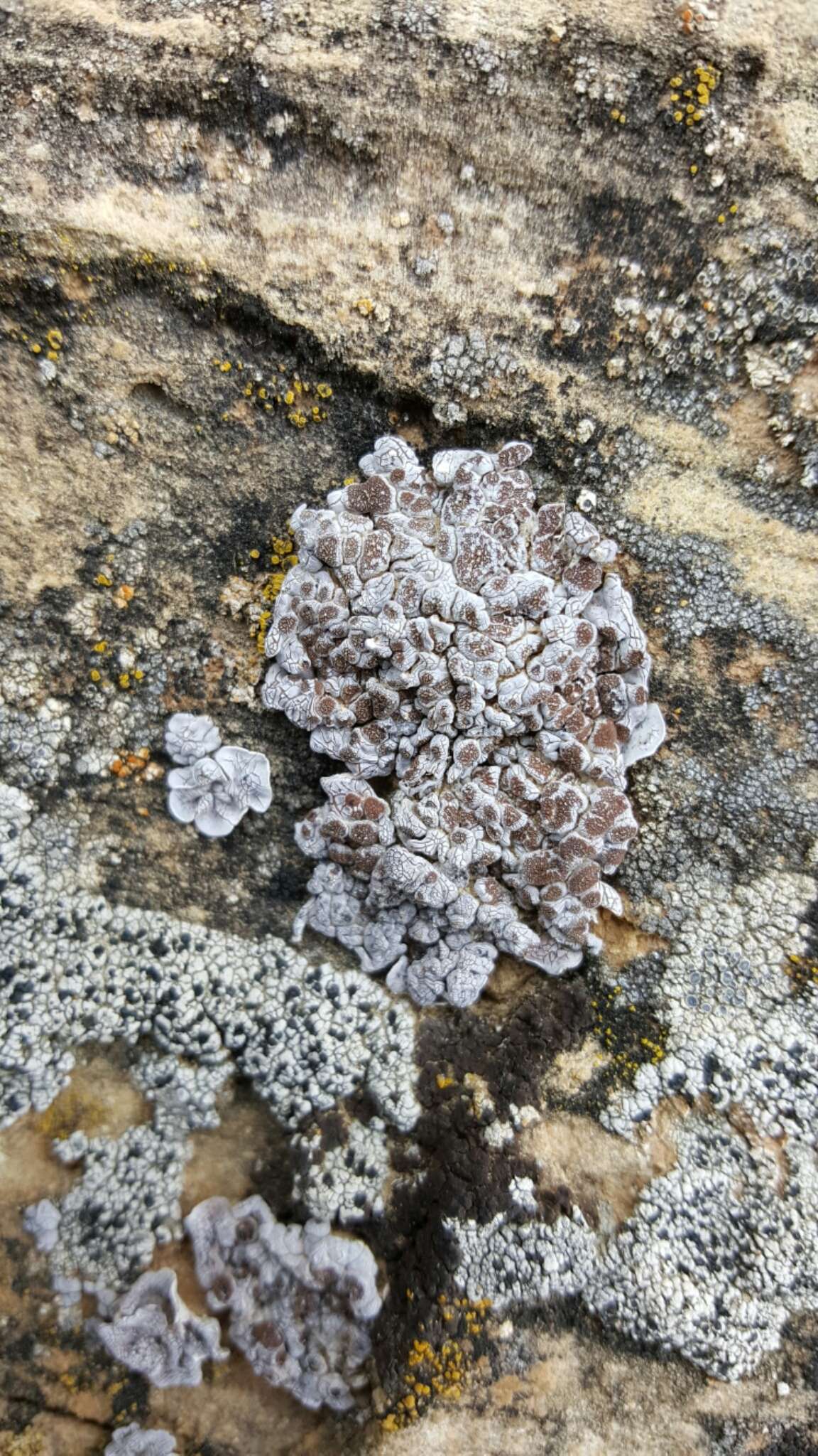 Imagem de Glypholecia scabra (Pers.) Müll. Arg.