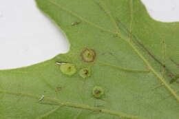 Image of Polystepha quercifolia (Felt 1908)