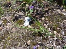 Image of Polygala tenuifolia Willd.