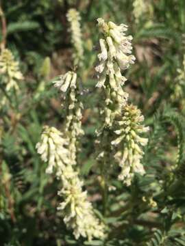 صورة Astragalus bisulcatus var. haydenianus (A. Gray) Barneby