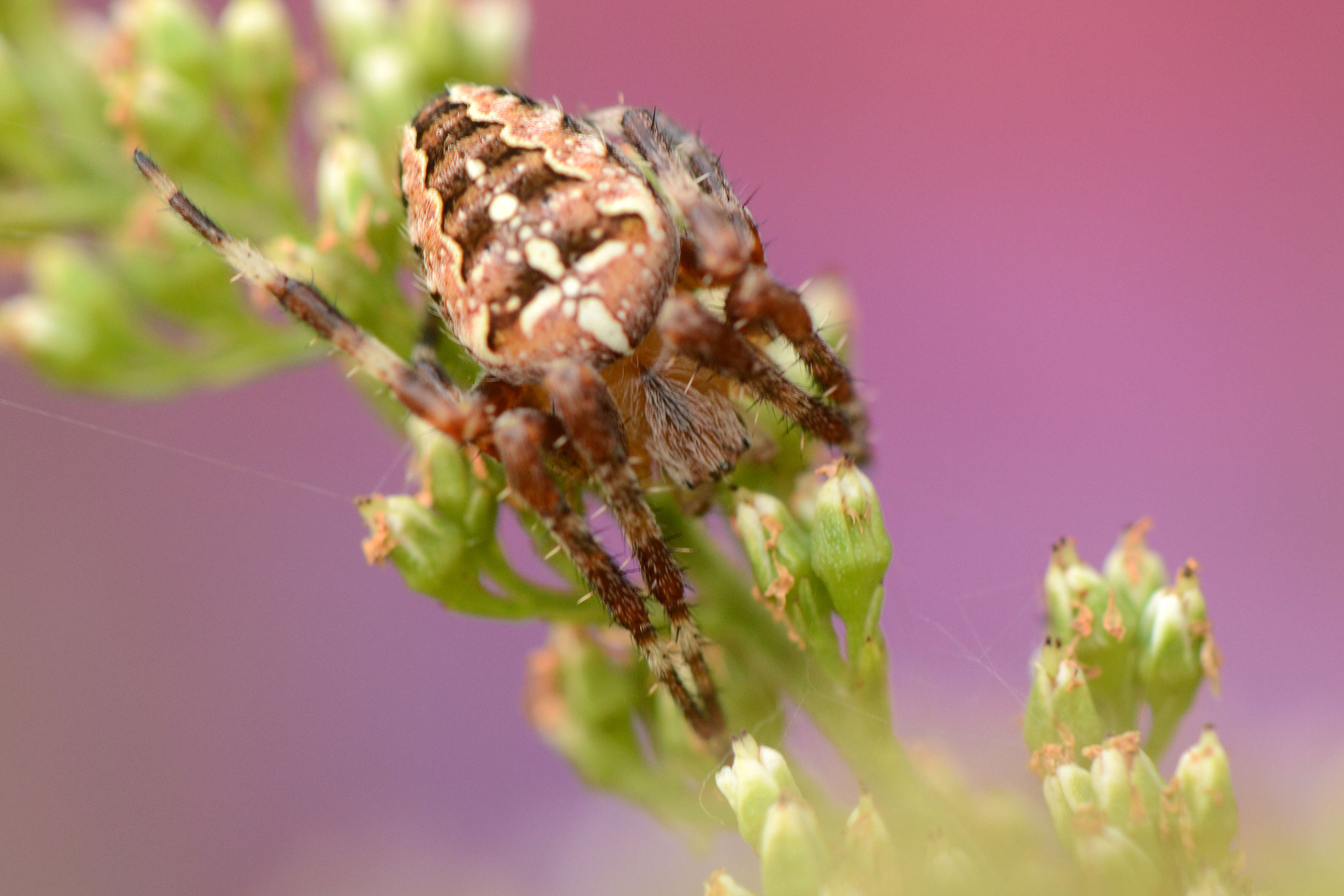 Image of Garden spider