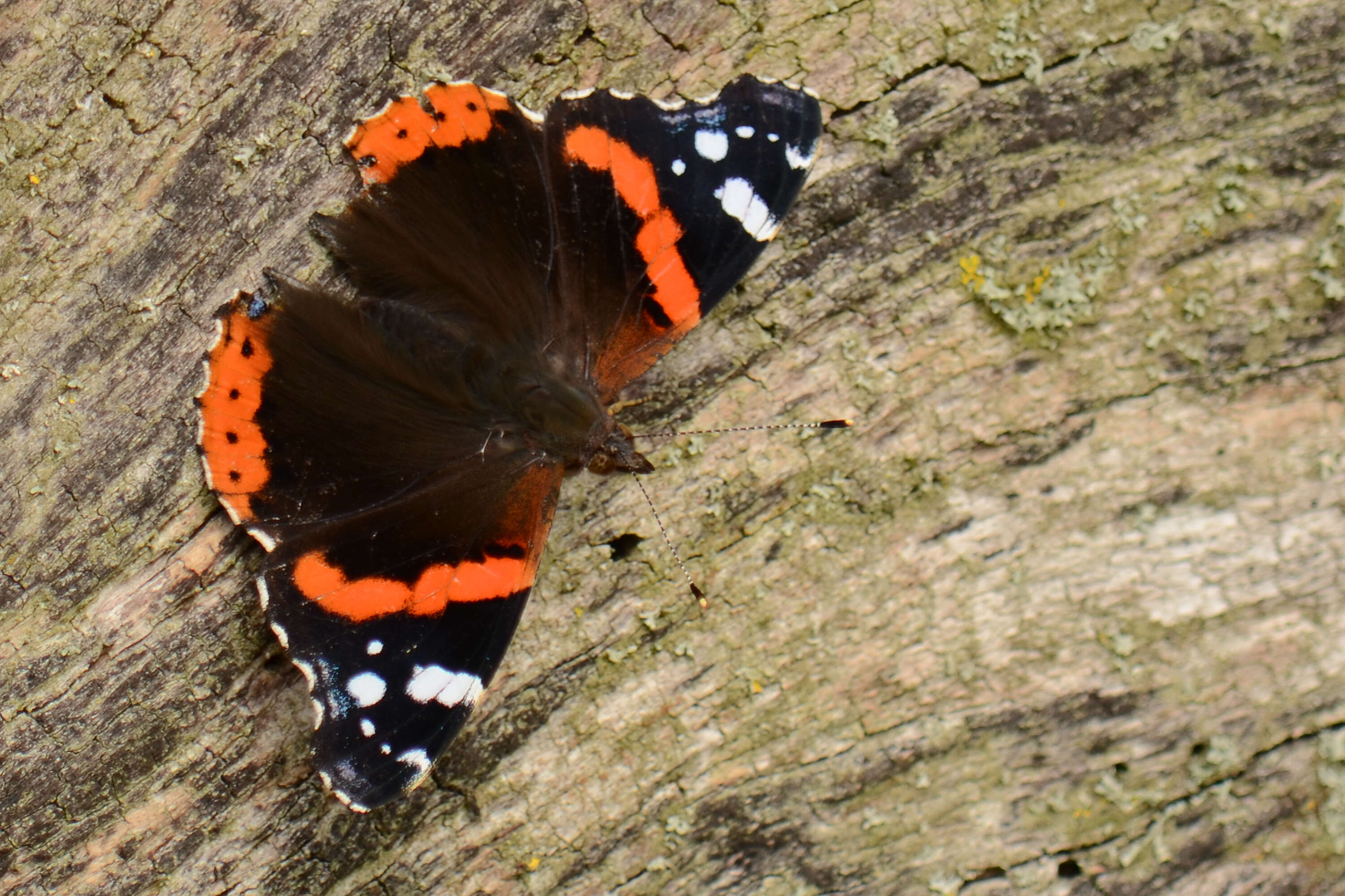 Image of Red Admiral