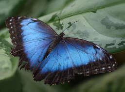 Image of Morpho peleides Kollar 1850