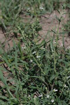 Image de Teucrium trifidum Retz.