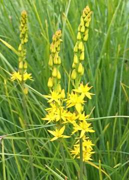 Image of California bog asphodel