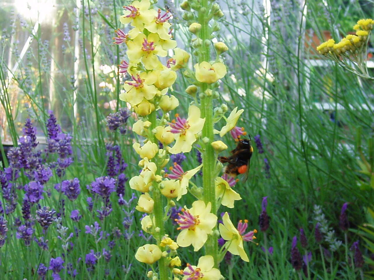 Verbascum nigrum L. resmi