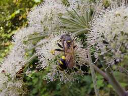 Image of Crabro cribrarius (Linnaeus 1758)