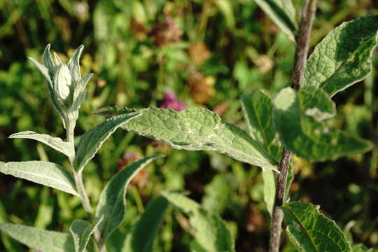 Plancia ëd Centaurea phrygia subsp. salicifolia (M. Bieb. ex Willd.) A. D. Mikheev