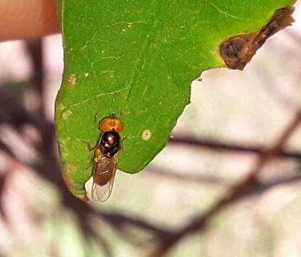 Image of Microchrysa bicolor (Wiedemann 1830)