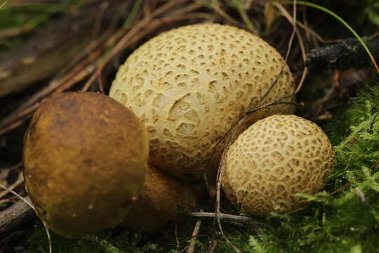 Image of Pseudoboletus parasiticus (Bull.) Šutara 1991