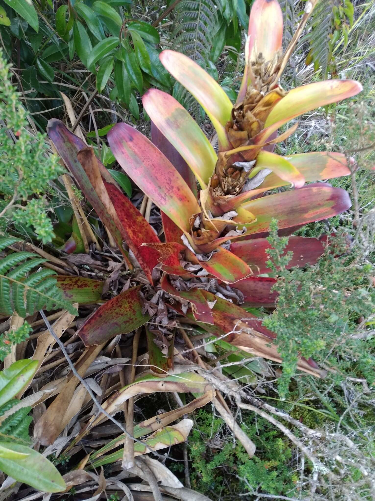 Image of Guzmania gloriosa (André) André ex Mez