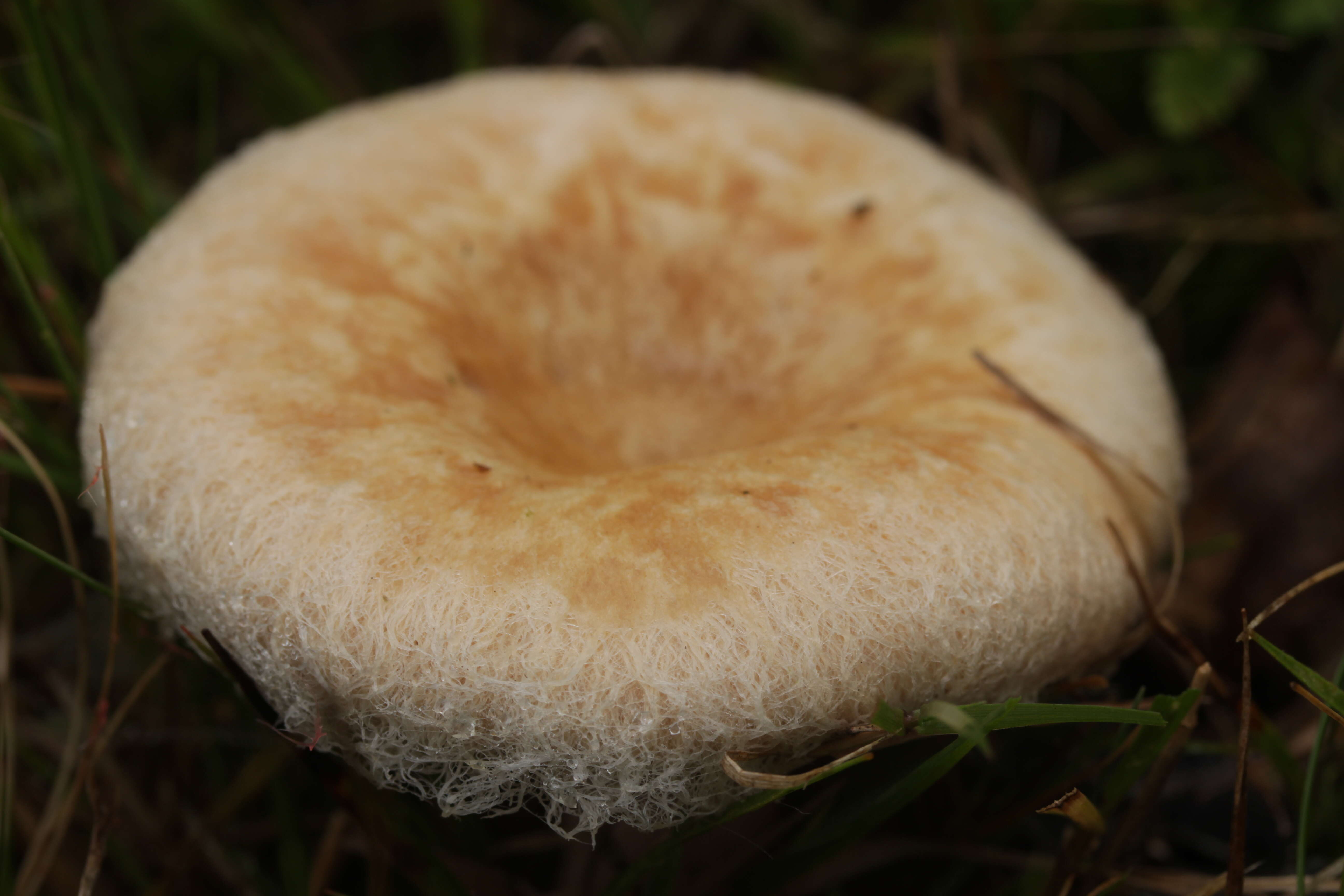 صورة Lactarius pubescens Fr. 1838