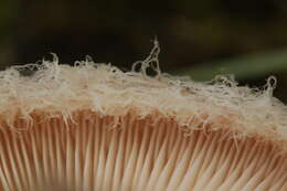 Image of Downy milkcap