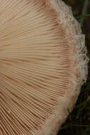 صورة Lactarius pubescens Fr. 1838