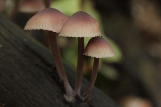 Image of Mycena haematopus (Pers.) P. Kumm. 1871