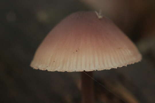 Image of Mycena haematopus (Pers.) P. Kumm. 1871