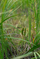 Image of Iris biglumis Vahl