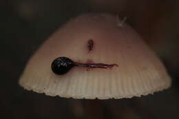 Image of Mycena haematopus (Pers.) P. Kumm. 1871