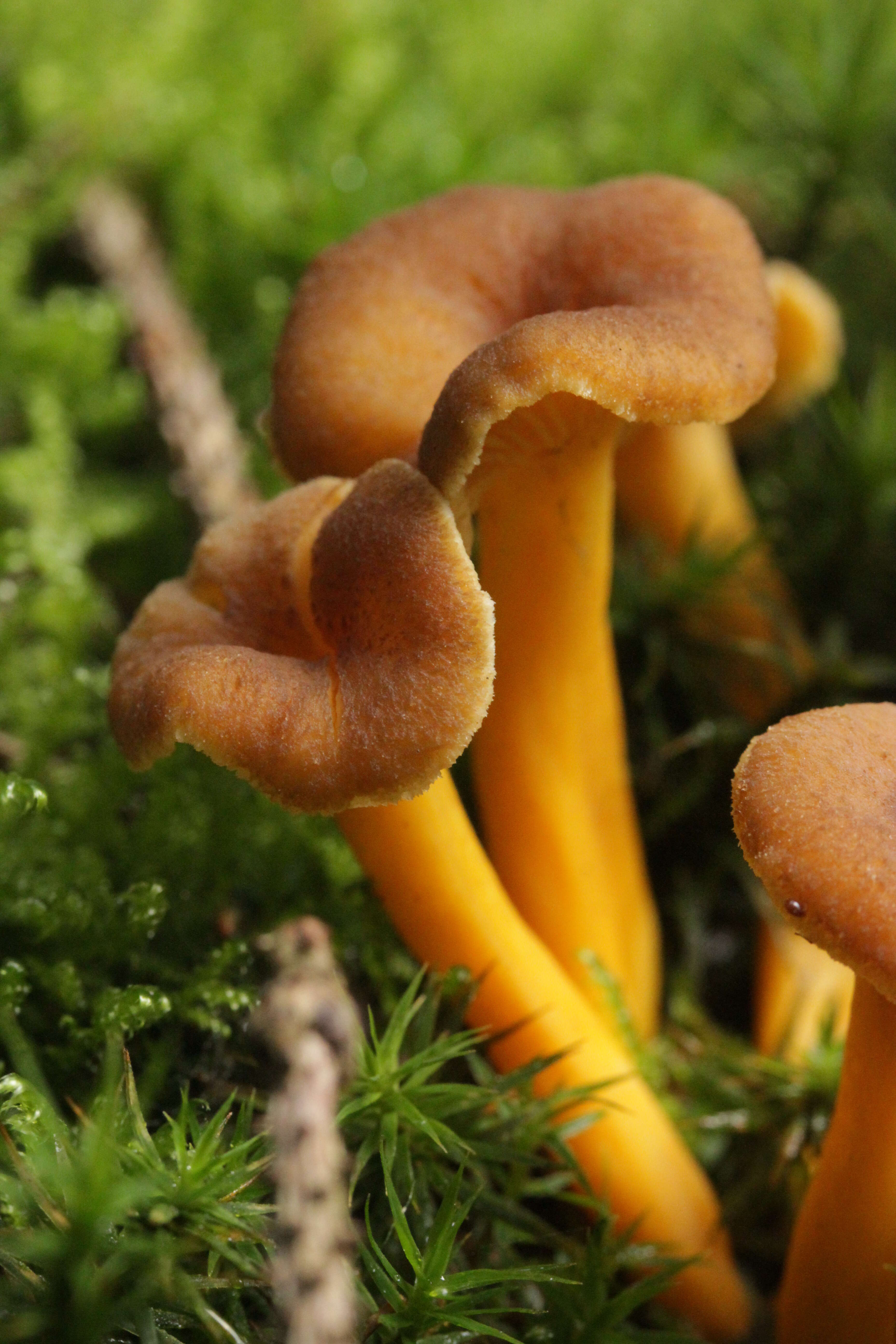 Image of Funnel Chanterelle