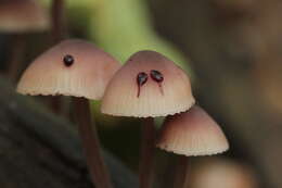 Image of Mycena haematopus (Pers.) P. Kumm. 1871