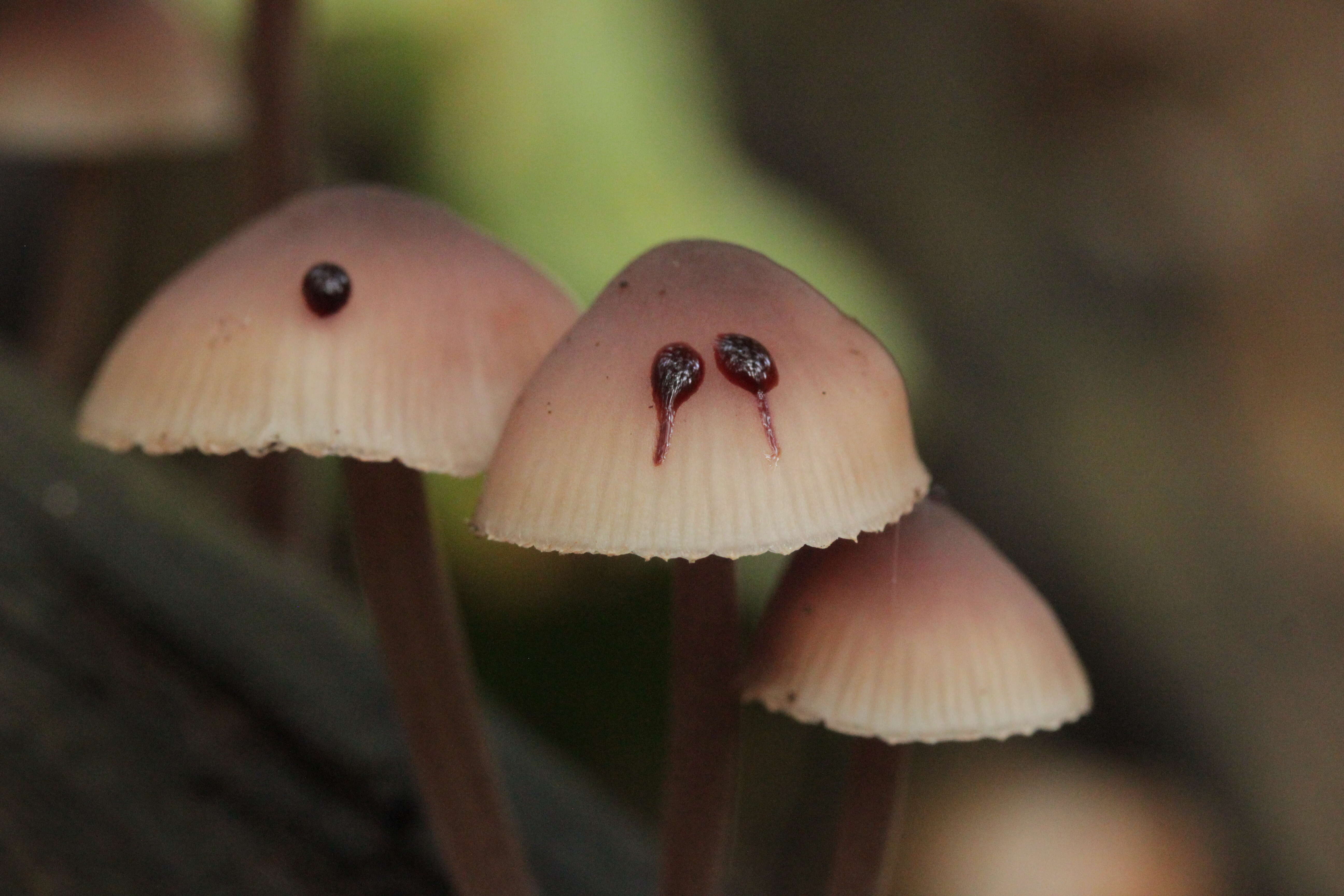 Image of Mycena haematopus (Pers.) P. Kumm. 1871