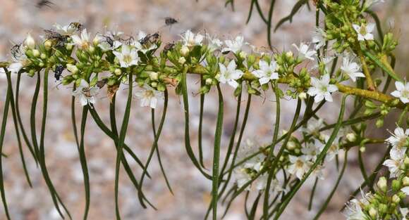 Image of Myoporum floribundum A. Cunn. ex Benth.