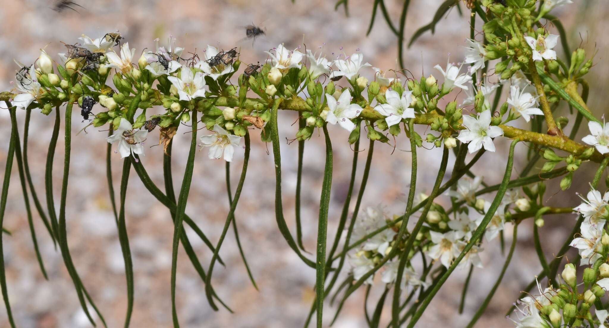 Image of Myoporum floribundum A. Cunn. ex Benth.