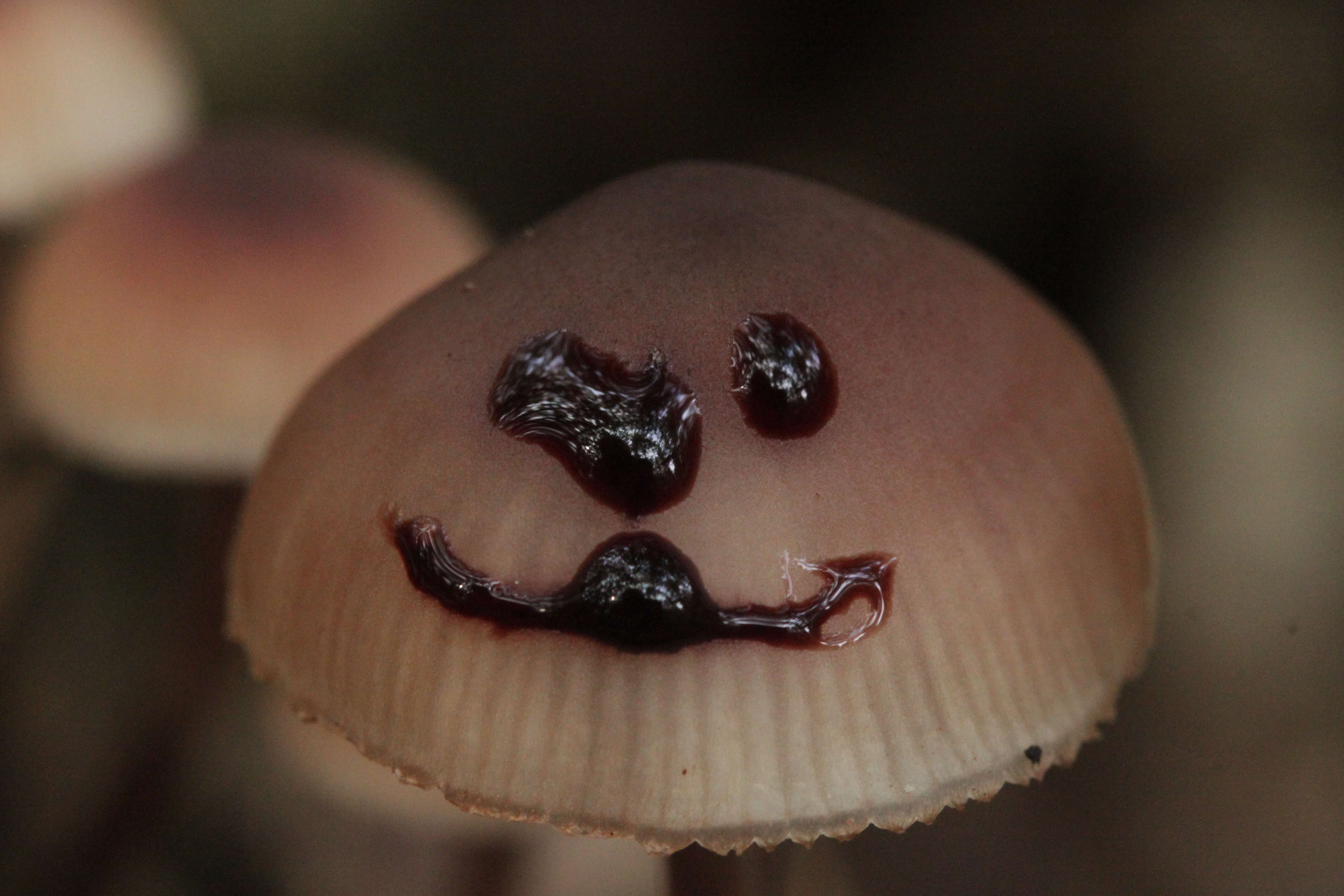 Image of Mycena haematopus (Pers.) P. Kumm. 1871