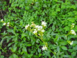 Image of California valerian