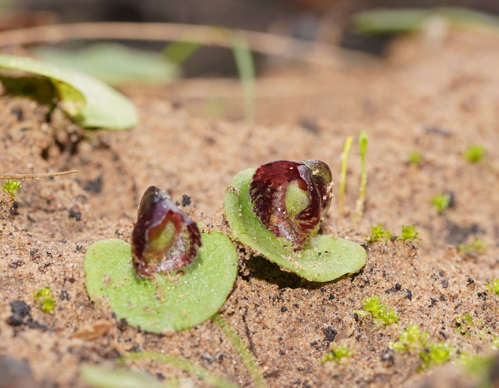 Image of Tiny helmet orchid