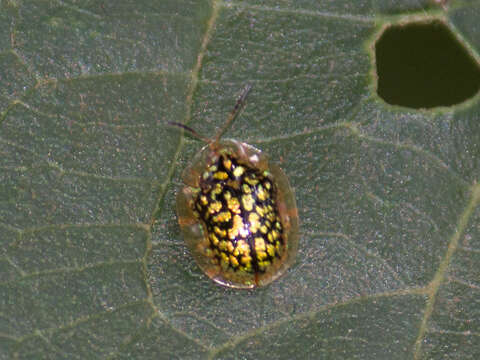 Image of Cteisella confusa (Boheman 1855)