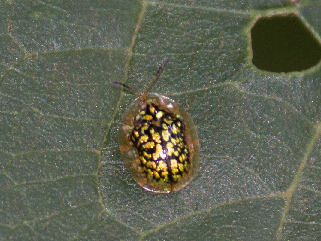 Image of Cteisella confusa (Boheman 1855)