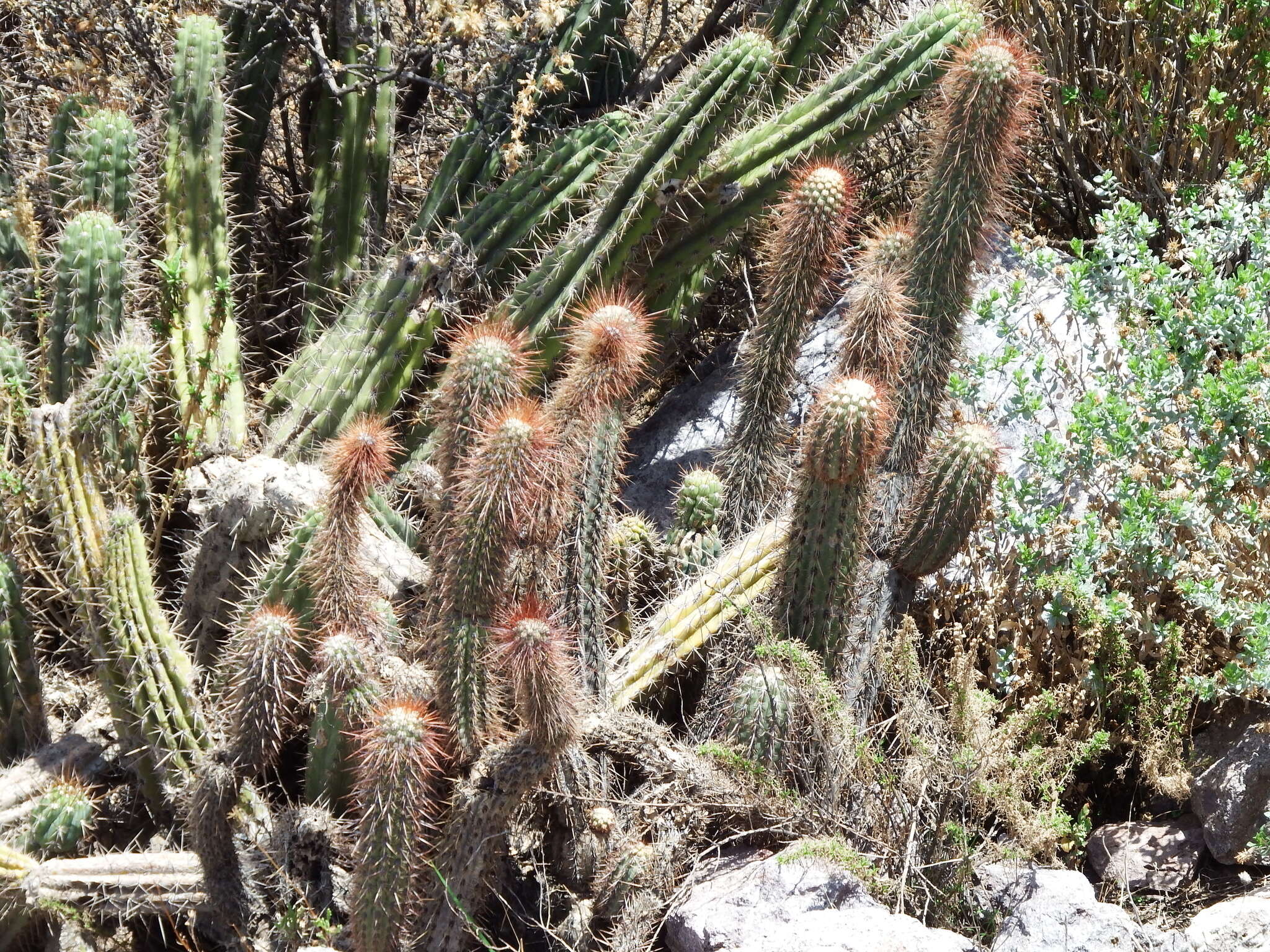 Image of Weberbauerocereus weberbaueri (K. Schum.) Backeb.