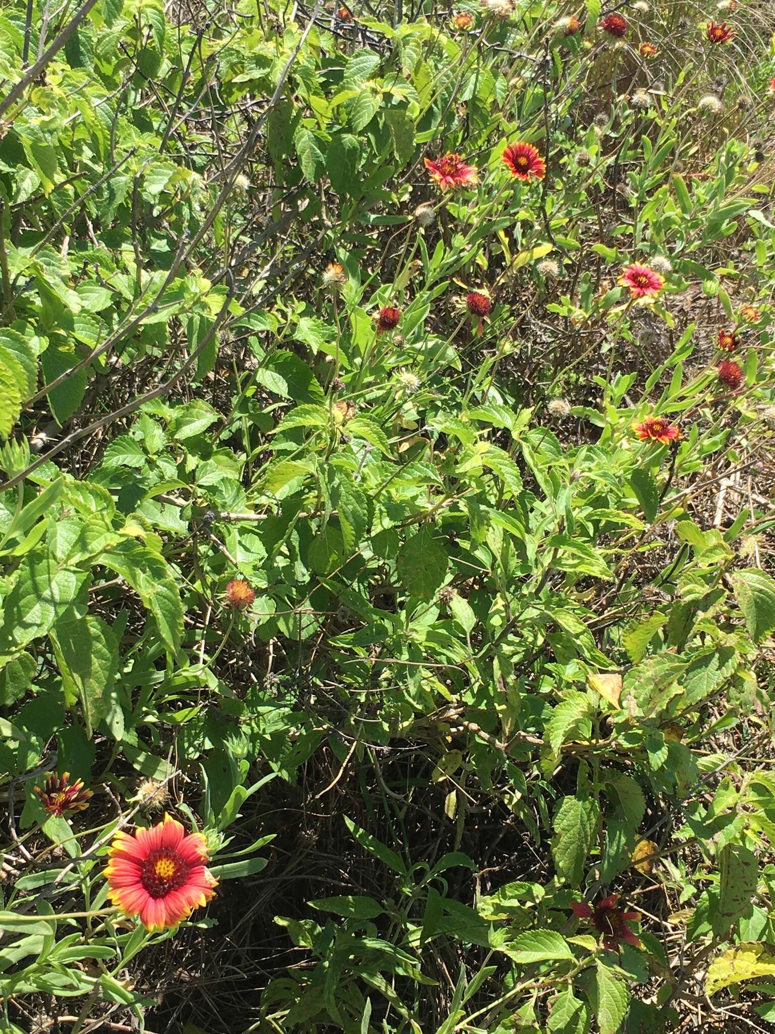 Image of <i>Gaillardia <i>pulchella</i></i> var. pulchella