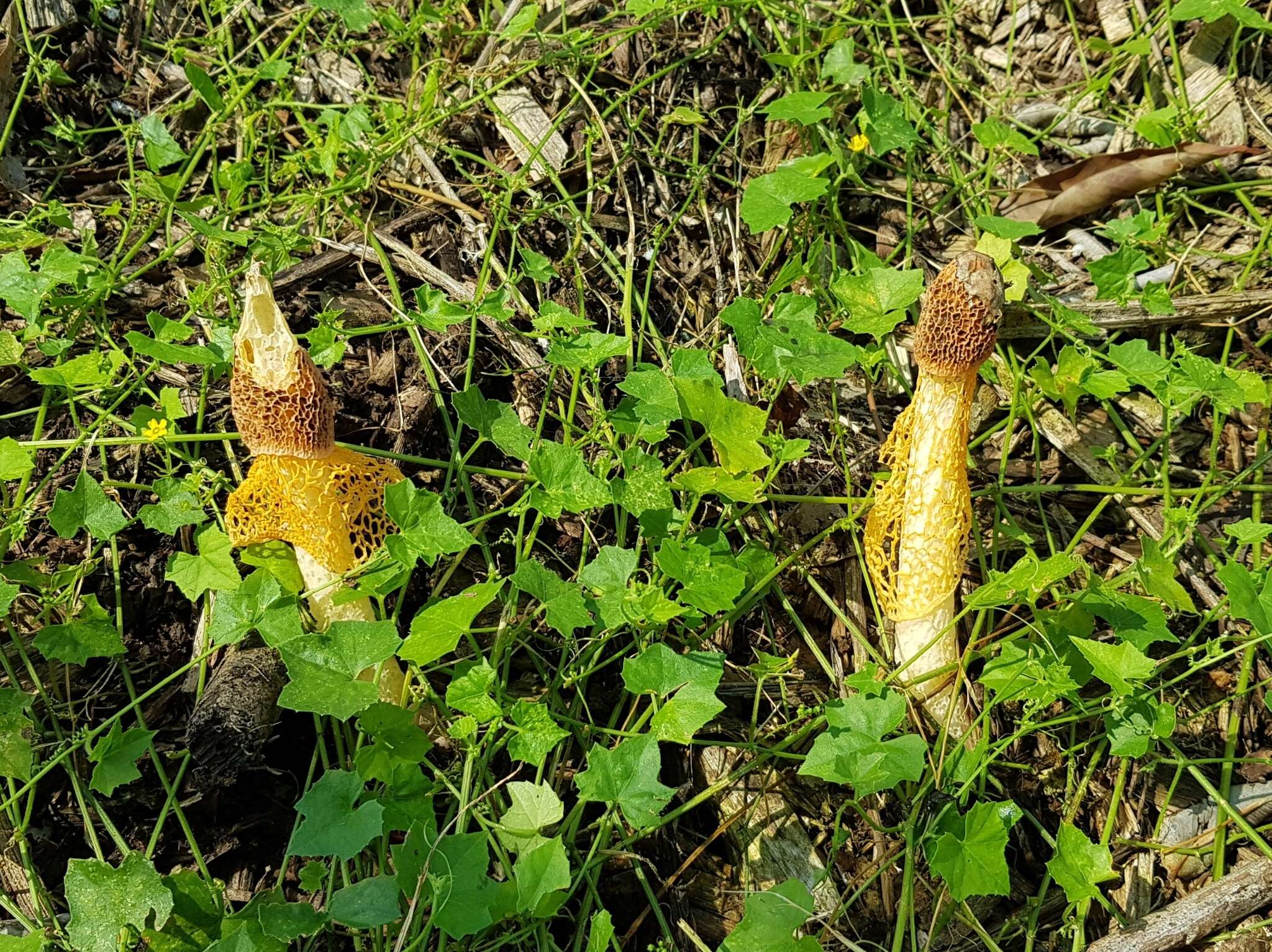 Plancia ëd Phallus luteus (Liou & L. Hwang) T. Kasuya 2009