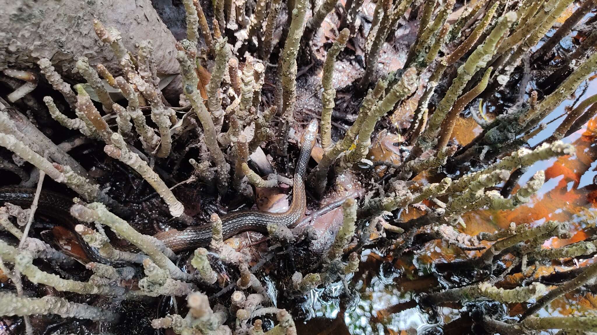 Image of Atlantic Saltmarsh Snake