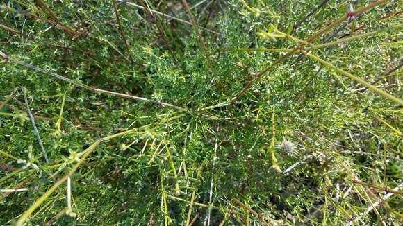 Image of graceful bedstraw