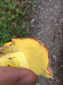 Image of Royal Bolete