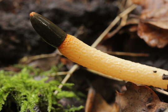 Image de Phallus de chien