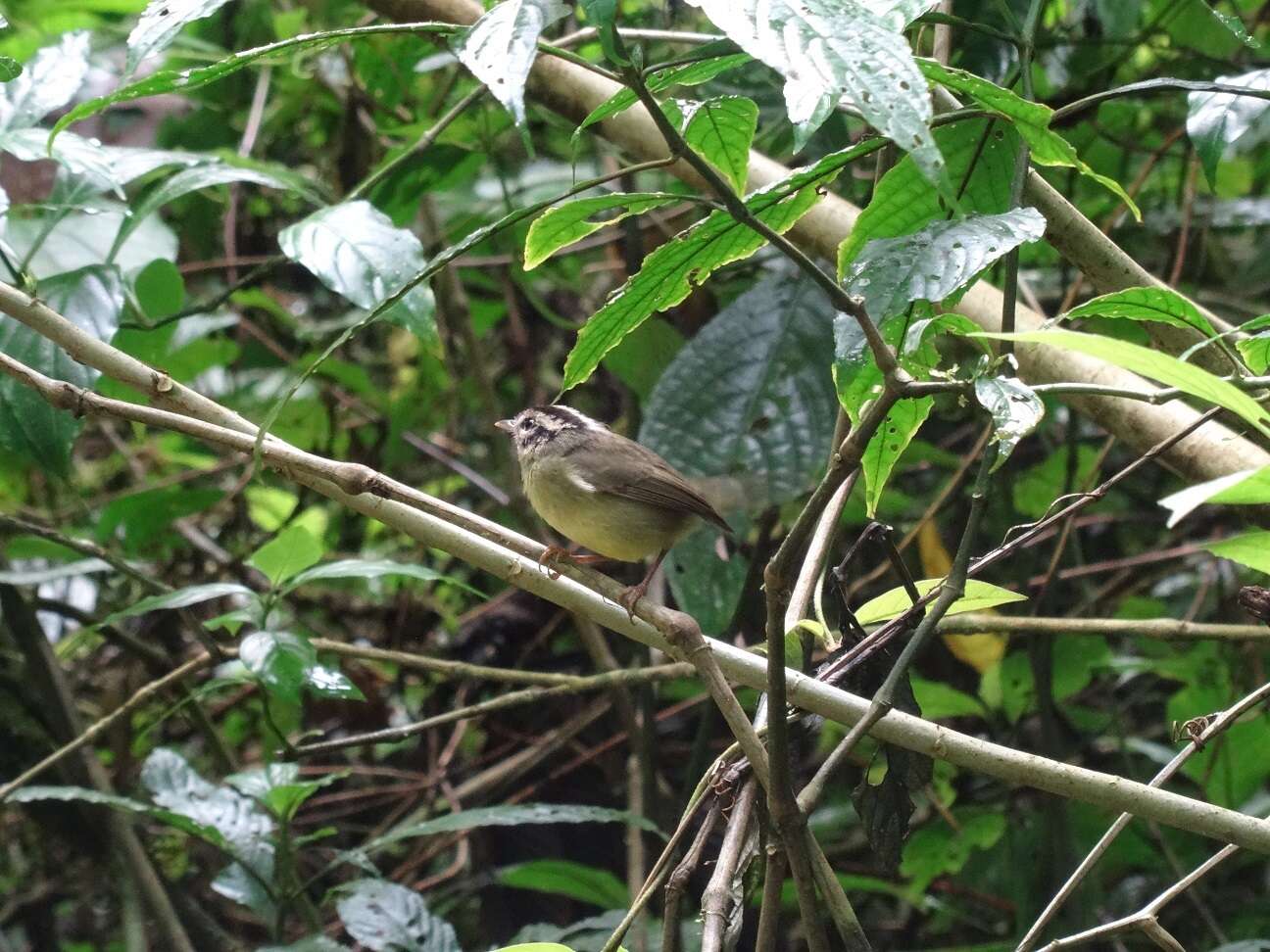 Basileuterus melanotis Lawrence 1868 resmi