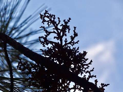 Image of pineland dwarf mistletoe