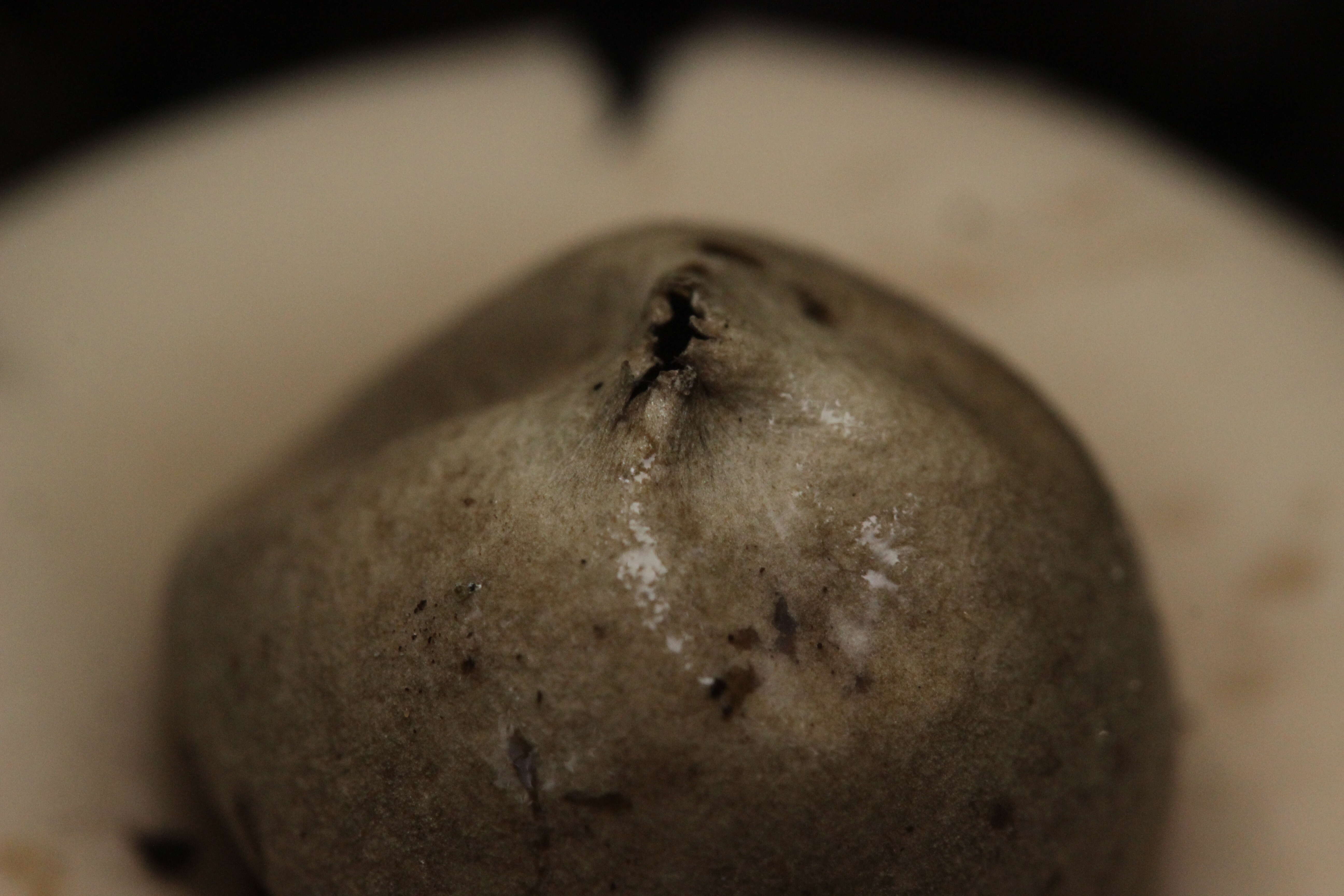 Image of Fringed Earthstar